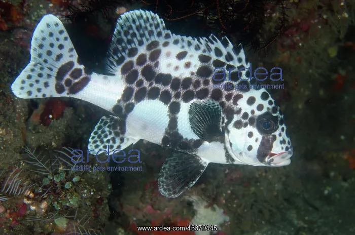 : Juvenile Many-spotted Sweetlips : Juvenile Many-spotted Sweetlips