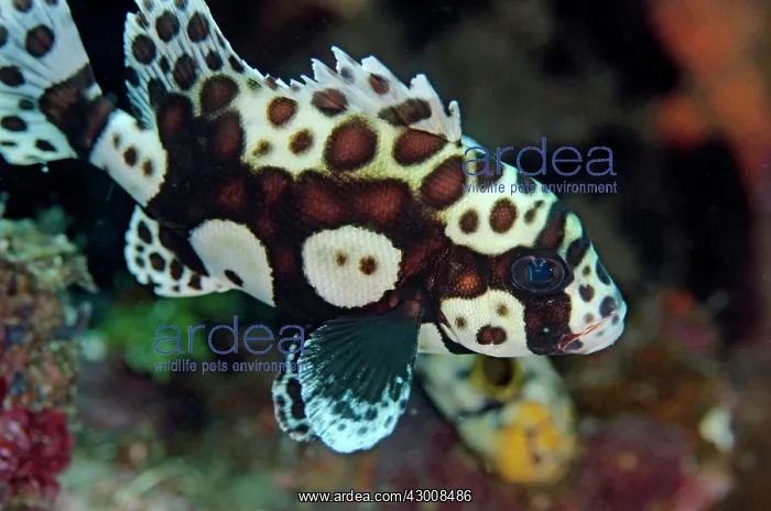 : Juvenile Many-spotted Sweetlips Makawide Slope dive : Juvenile Many-spotted Sweetlips Makawide Slope dive