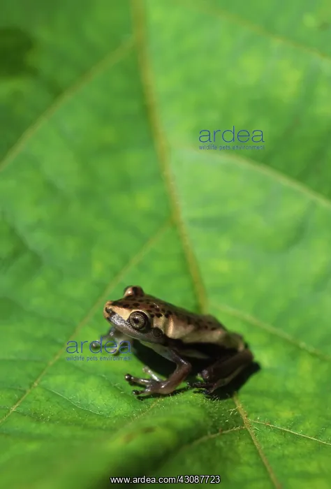: Juvenile map treefrog : Juvenile map treefrog