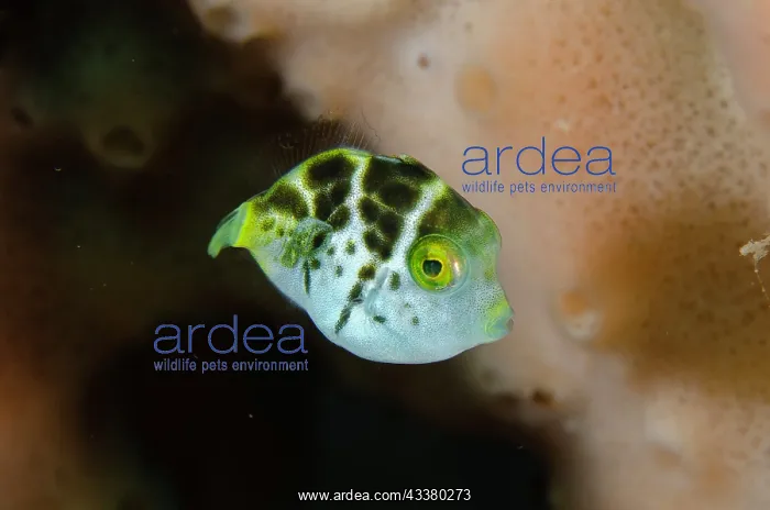 : Juvenile Mimic Filefish : Juvenile Mimic Filefish