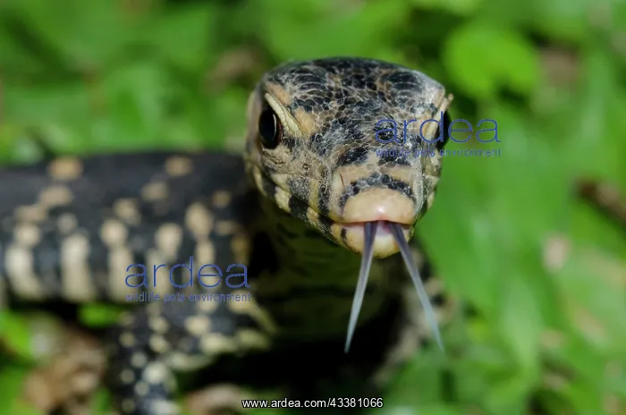 : Juvenile Monitor Lizard : Juvenile Monitor Lizard