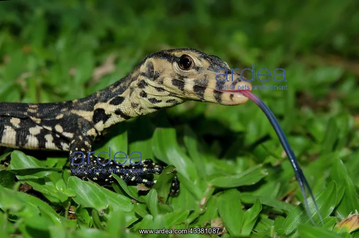 : Juvenile Monitor Lizard : Juvenile Monitor Lizard