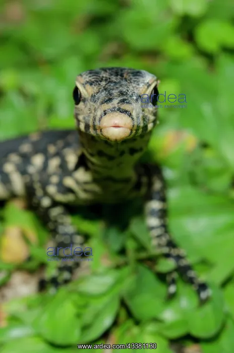: Juvenile Monitor Lizard : Juvenile Monitor Lizard