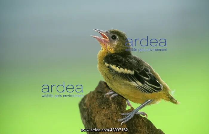 : Juvenile Northen Oriole : Juvenile Northen Oriole