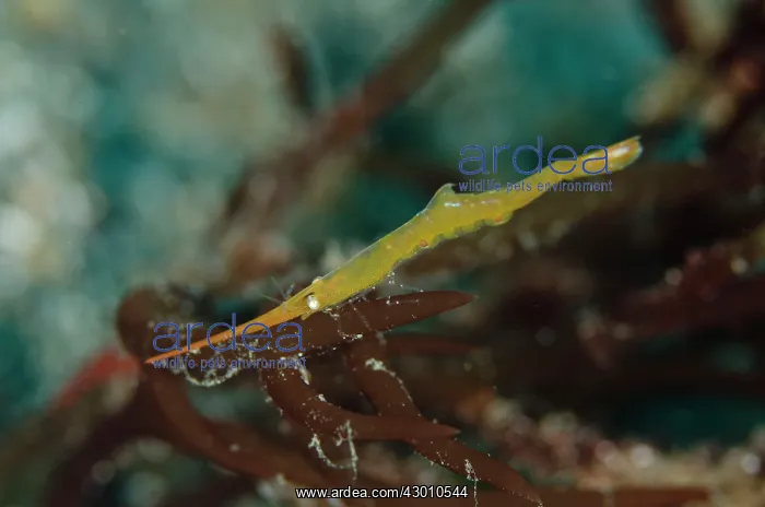 : Juvenile Ocellated Tozeuma Shrimp Pantai Parigi : Juvenile Ocellated Tozeuma Shrimp Pantai Parigi