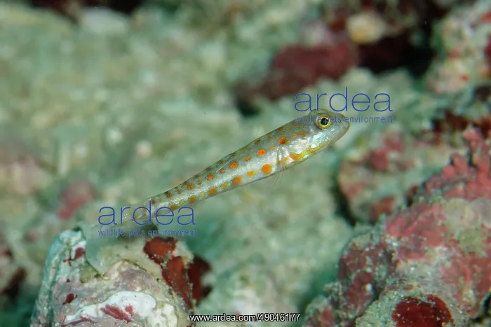 : Juvenile Orange-dashed Goby : Juvenile Orange-dashed Goby