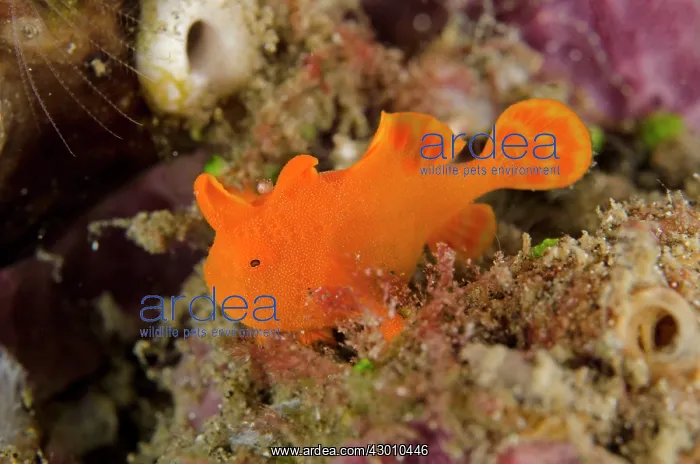 : Juvenile Orange Painted Frogfish Aer Bajo dive site : Juvenile Orange Painted Frogfish Aer Bajo dive site