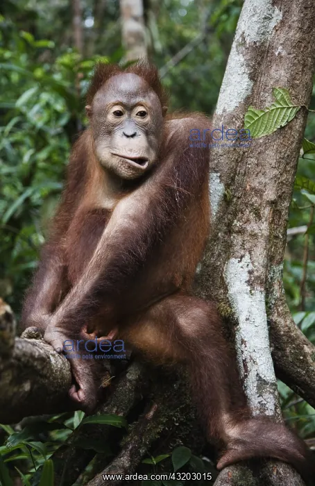 : A juvenile orangutan (Pongo pygmaeus) makes a f : A juvenile orangutan (Pongo pygmaeus) makes a f