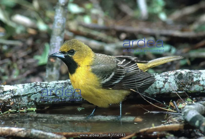: Juvenile Orchard Oriole : Juvenile Orchard Oriole