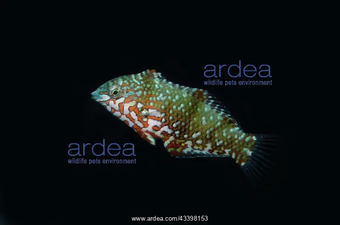 : Juvenile Ornate Wrasse : Juvenile Ornate Wrasse