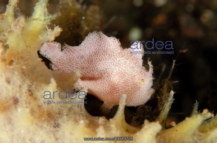 : Juvenile Painted Frogfish : Juvenile Painted Frogfish
