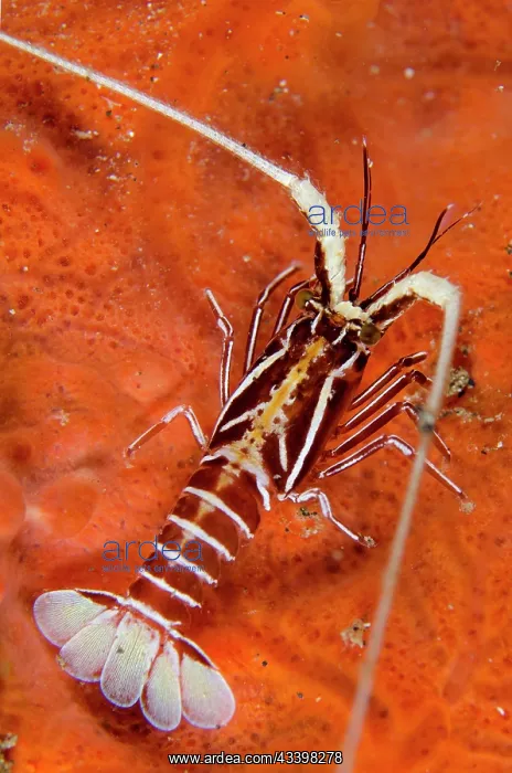 : Juvenile Painted Spiny Lobster : Juvenile Painted Spiny Lobster