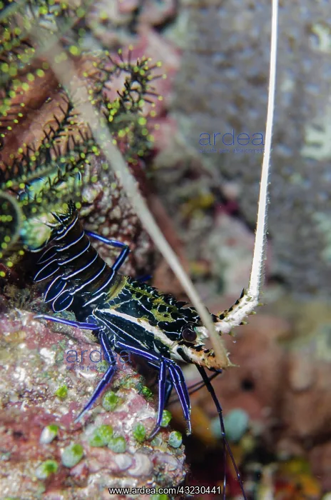 : Juvenile Painted Spiny Lobster - night dive - : Juvenile Painted Spiny Lobster - night dive -