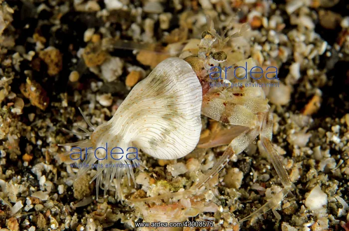 : Juvenile Pale Anemone Hermit Crab on black sand : Juvenile Pale Anemone Hermit Crab on black sand