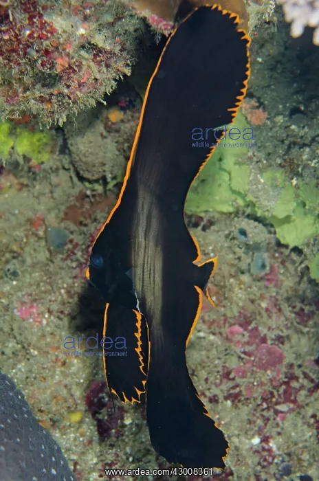 : Juvenile Pinnate Spadefish with disctinctive gold : Juvenile Pinnate Spadefish with disctinctive gold