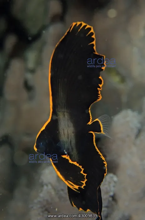 : Juvenile Pinnate Spadefish with golden margin Pink : Juvenile Pinnate Spadefish with golden margin Pink