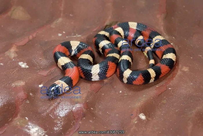 : Juvenile Pueblan Milk Snake : Juvenile Pueblan Milk Snake