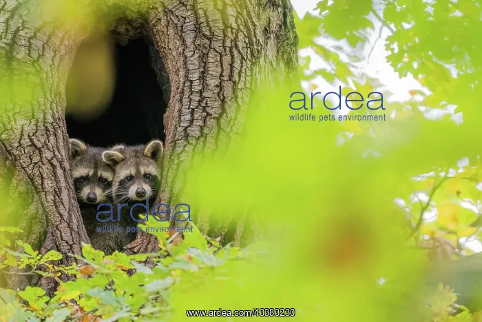 : Two juvenile raccoons (Procyon lotor) looking ou : Two juvenile raccoons (Procyon lotor) looking ou