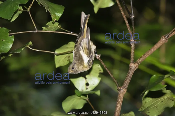 : Juvenile rare Stitch bird / Hihi : Juvenile rare Stitch bird / Hihi