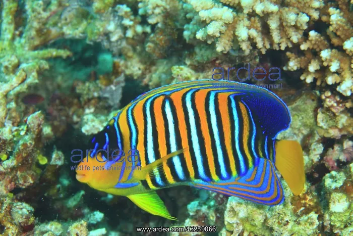 : Juvenile Regal Angelfish (Pygoplites diacanthus) : Juvenile Regal Angelfish (Pygoplites diacanthus)