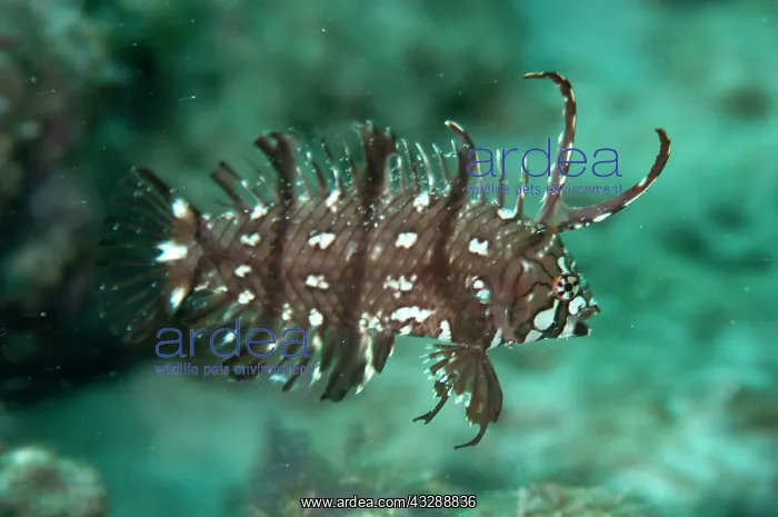 : Juvenile Rockmover Wrasse : Juvenile Rockmover Wrasse