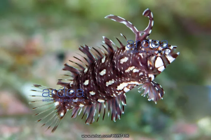 : Juvenile Rockmover Wrasse : Juvenile Rockmover Wrasse