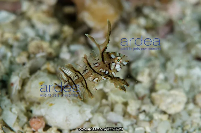 : Juvenile Rockmover Wrasse - Gorango Kecil dive site : Juvenile Rockmover Wrasse - Gorango Kecil dive site