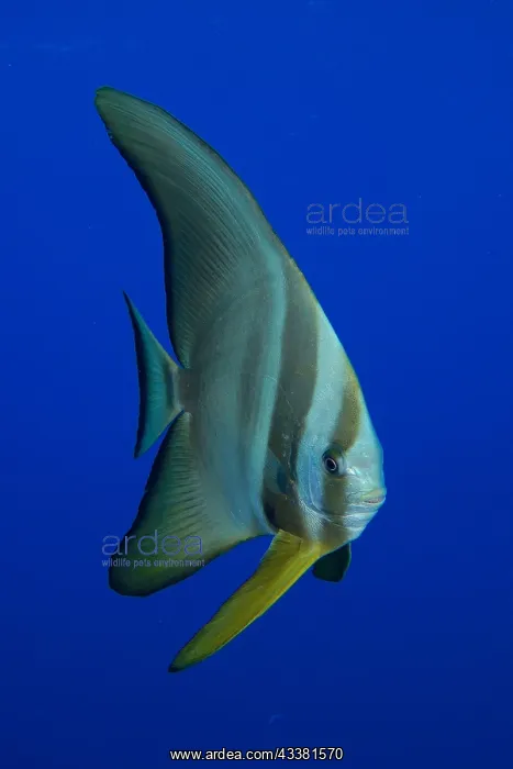 : Juvenile roundhead batfish (Platax orbicularis) : Juvenile roundhead batfish (Platax orbicularis)