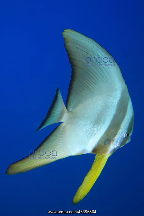 : Juvenile roundhead batfish (Platax orbicularis) : Juvenile roundhead batfish (Platax orbicularis)