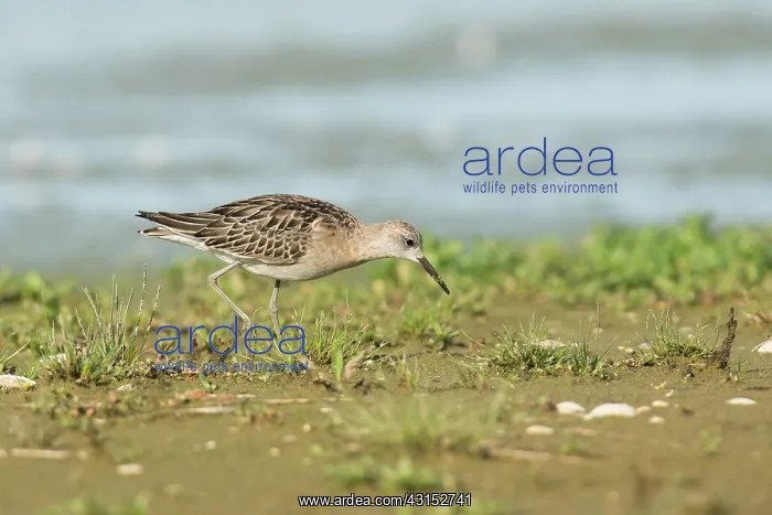 : Ruff. Juvenile Ruff (Philomachus pugnax) foraging on muddy ground with vegetation : Ruff. Juvenile Ruff (Philomachus pugnax) foraging on muddy ground with vegetation