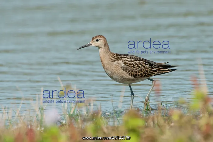 : Ruff. A juvenile Ruff (Philomachus pugnax) in its natural habitat : Ruff. A juvenile Ruff (Philomachus pugnax) in its natural habitat