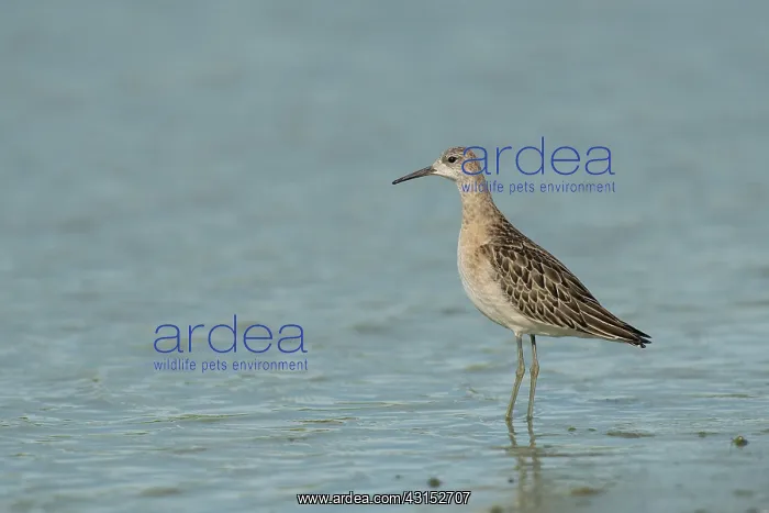 : Ruff. Juvenile Ruff (Philomachus pugnax) standing in shallow water : Ruff. Juvenile Ruff (Philomachus pugnax) standing in shallow water