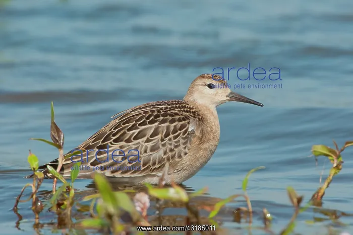 : Ruff. A juvenile Ruff (Philomachus pugnax) standing in shallow water amidst the vegetation : Ruff. A juvenile Ruff (Philomachus pugnax) standing in shallow water amidst the vegetation