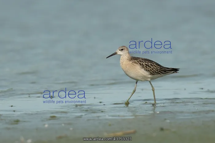 : Ruff. Juvenile Ruff (Philomachus pugnax) walking near the water line : Ruff. Juvenile Ruff (Philomachus pugnax) walking near the water line