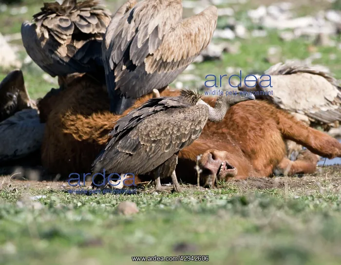 : juvenile Ruppell's Vulture at carcass : juvenile Ruppell's Vulture at carcass