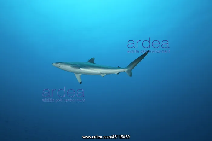 : juvenile silky sharks swimming outside of a reef : juvenile silky sharks swimming outside of a reef