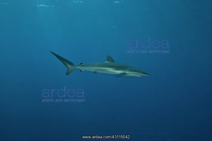 : juvenile silky sharks swimming outside of a reef : juvenile silky sharks swimming outside of a reef