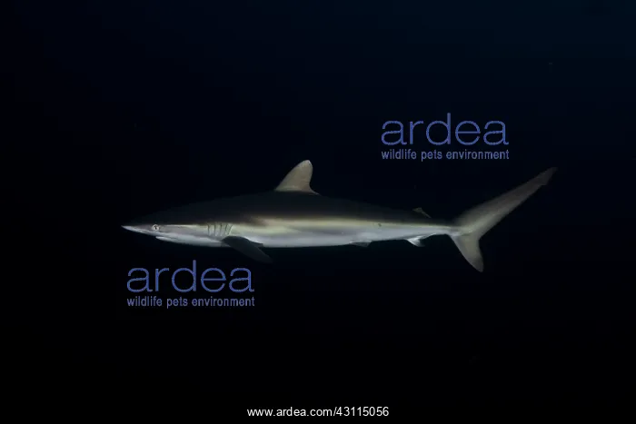 : juvenile silky sharks swimming outside of a reef : juvenile silky sharks swimming outside of a reef