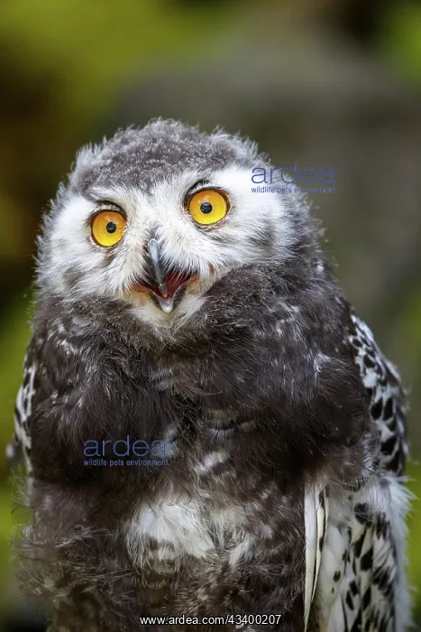 : Juvenile Snowy owl (Bubo scandiacus), Germany, Europe : Juvenile Snowy owl (Bubo scandiacus), Germany, Europe
