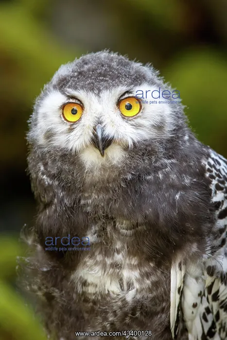  : Juvenile Snowy owl (Bubo scandiacus), Portrait