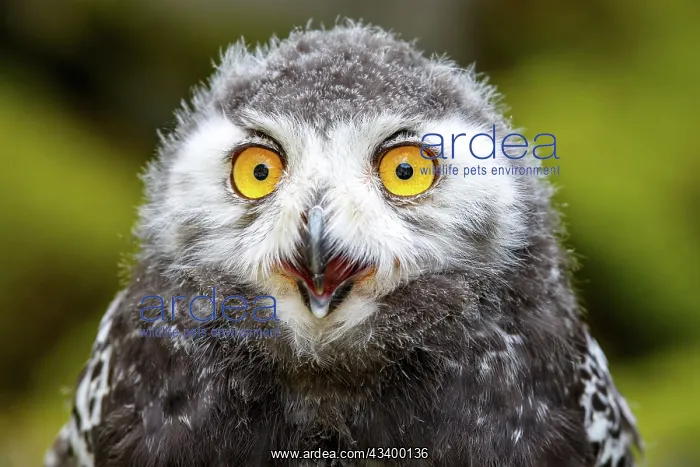 : Juvenile Snowy owl (Bubo scandiacus), Portrait : Juvenile Snowy owl (Bubo scandiacus), Portrait