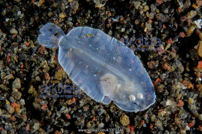 : Juvenile Sole : Juvenile Sole