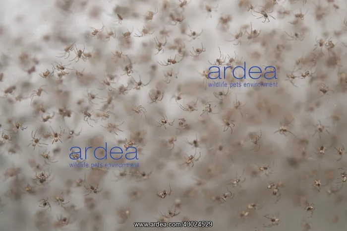 : Juvenile Spiders Juvenile Spiders hatchlings in web Kl : Juvenile Spiders Juvenile Spiders hatchlings in web Kl