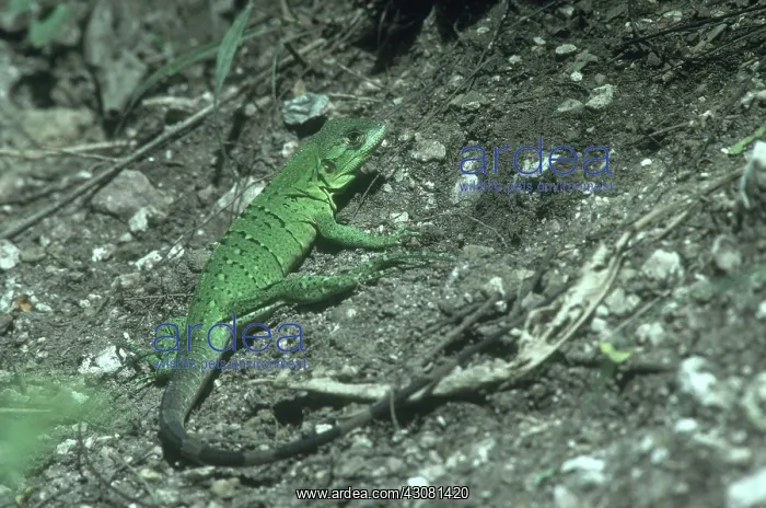 : Juvenile Spiny-tailed Iguana : Juvenile Spiny-tailed Iguana
