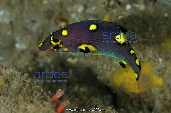 : Juvenile Splitlevel Hogfish : Juvenile Splitlevel Hogfish