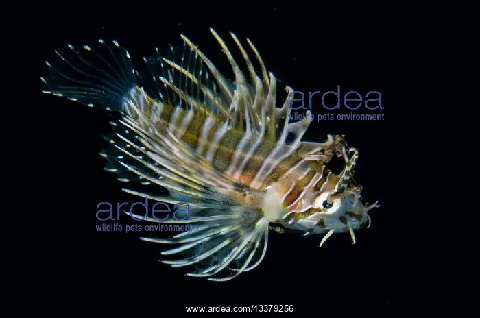 : Juvenile Spotfin Lionfish : Juvenile Spotfin Lionfish