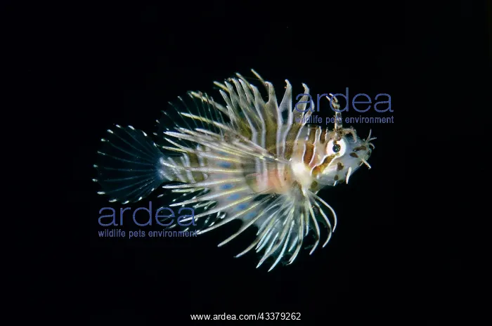  : Juvenile Spotfin Lionfish