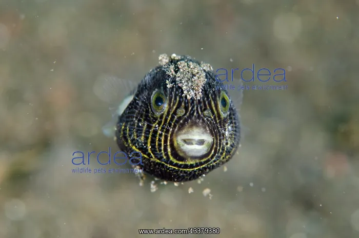 : Juvenile Star Puffer : Juvenile Star Puffer