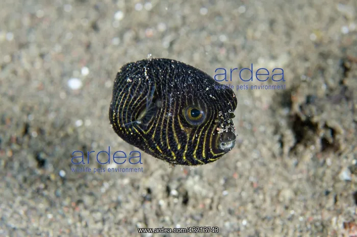 : Juvenile Star Puffer (Arothron stellatus), Puri : Juvenile Star Puffer (Arothron stellatus), Puri