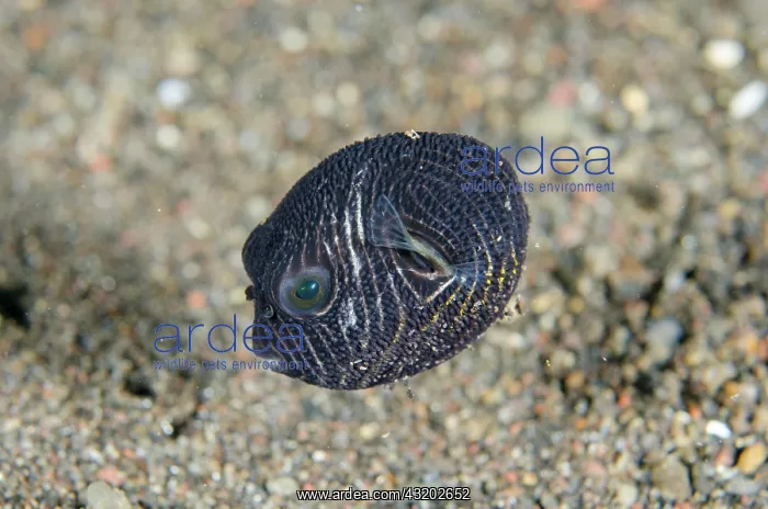 : Juvenile Star Puffer - Bintang Divers dive site : Juvenile Star Puffer - Bintang Divers dive site